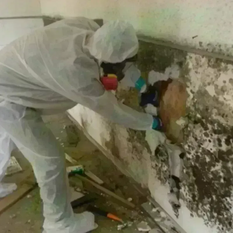 Mold Remediation and Removal in Connellsville, PA